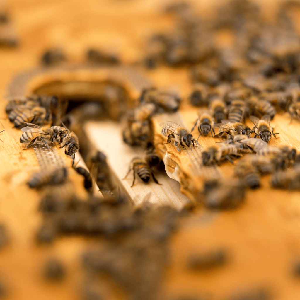 Why We Use Glass Jars for Our Local Raw Honey (And Why It Matters)