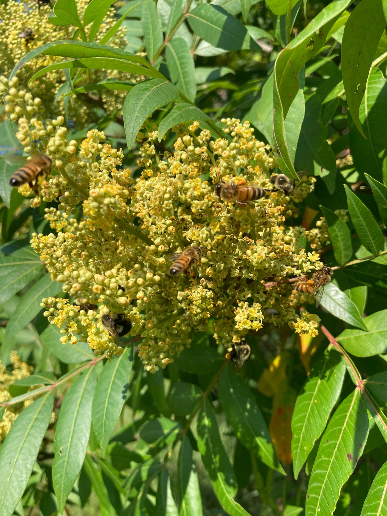 Best Plants for Honeybees in Western NC: A Guide to Bee-Friendly Trees, Shrubs, and Flowers