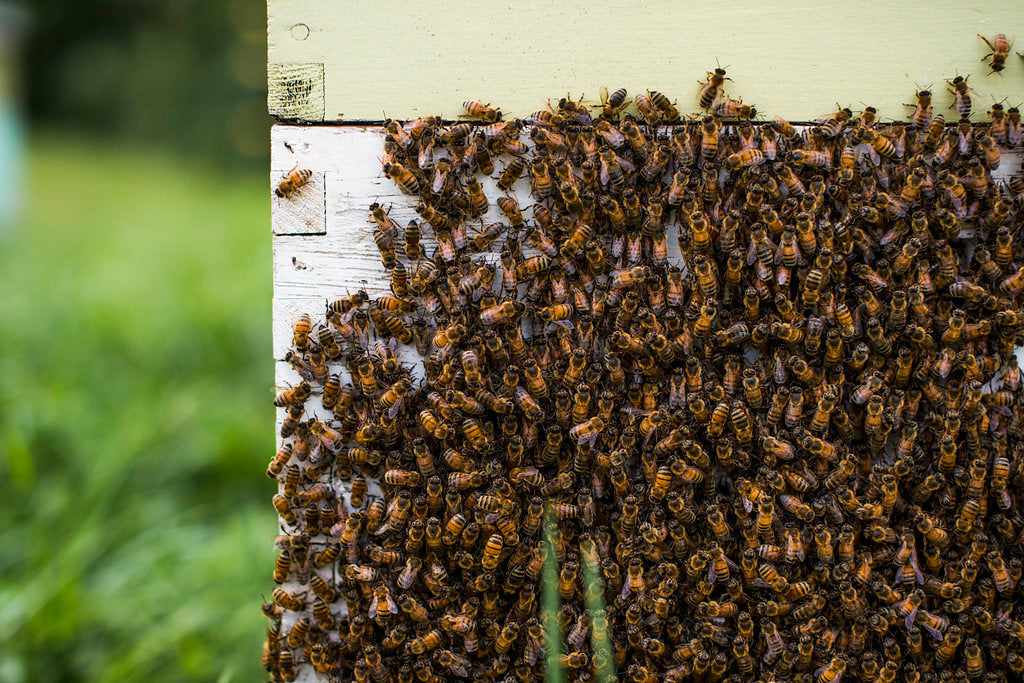 Where Do Honey Bees Go in the Winter?