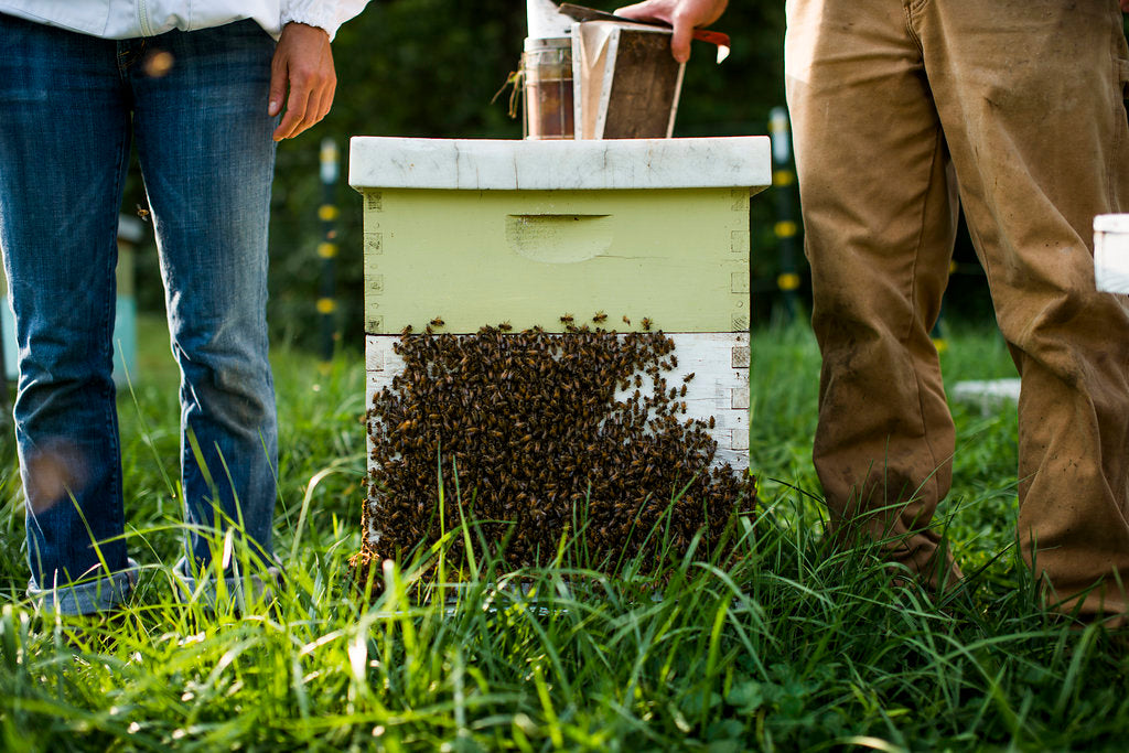 Best Plants for Honeybees in Western NC: A Guide to Bee-Friendly Trees, Shrubs, and Flowers