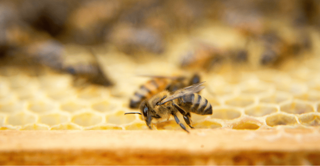 What Is Beeswax? Nature’s Golden Gift from the Hive