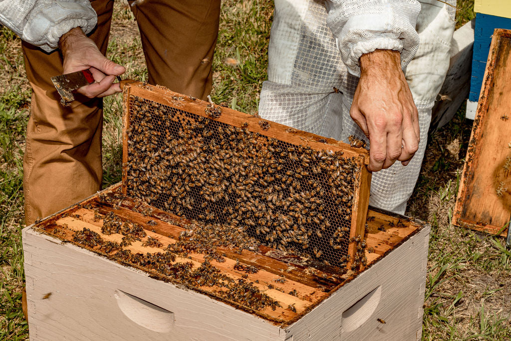 Live Honey Bees For Sale