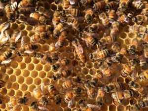 bees. bee. honey + hive.