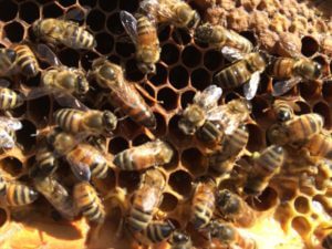 bees on comb. bee. honey + hive