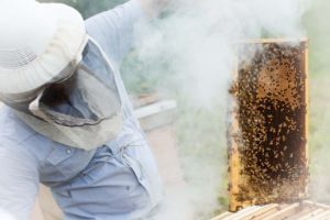 smoking bee frame beekeeper