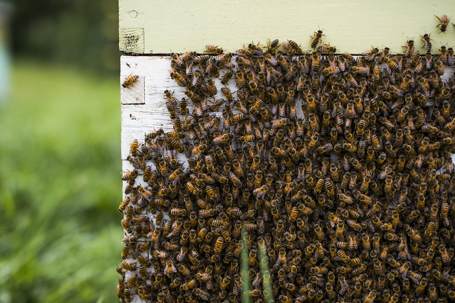 pure local raw honey | brevard, nc | bee. honey + hive |
