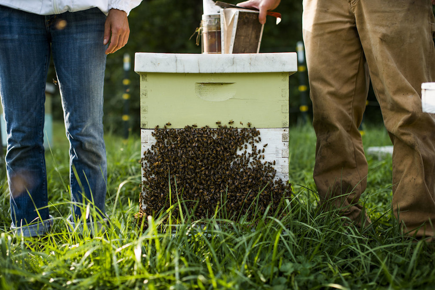 pure local raw honey | brevard, nc | bee. honey + hive |